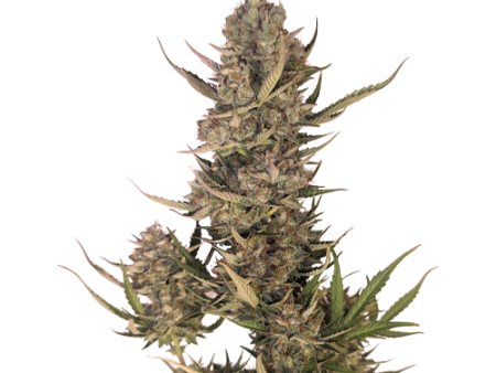 34 Street Pink Lemonade Auto Seeds Cheap